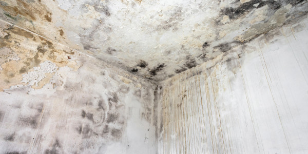 Rehabilitación y Restauración de Fachadas en Reus · Pintura Antihumedad / Antimoho para Humedades / Moho